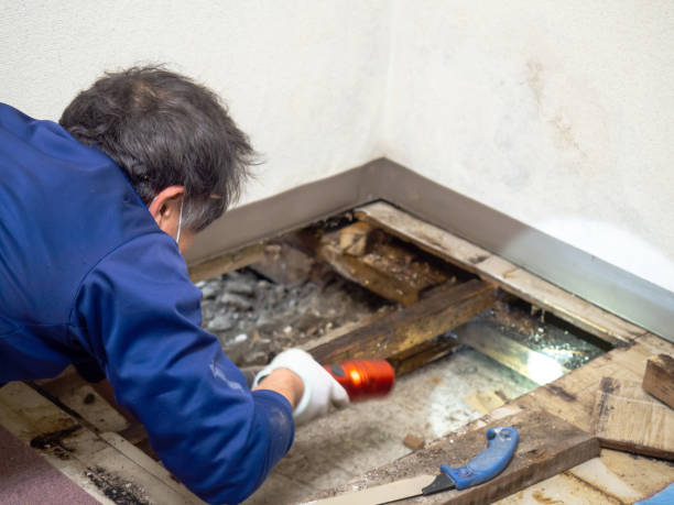 Best Crawl Space Mold Removal  in Semmes, AL