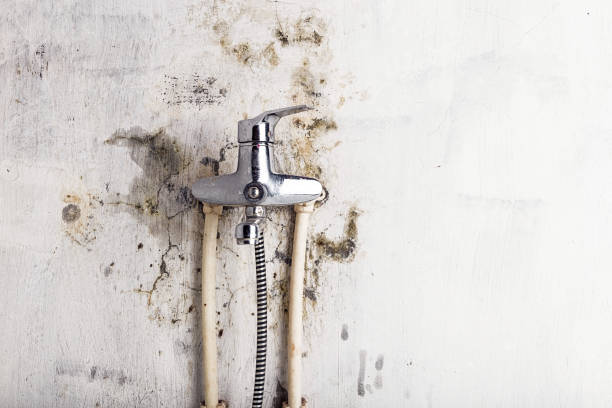 Best Mold Damage Repair  in Semmes, AL