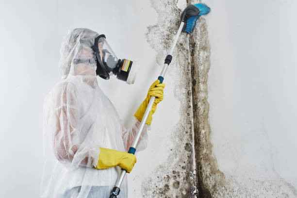 Best Attic Mold Removal  in Semmes, AL