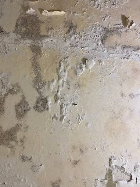 Best Commercial Mold Removal  in Semmes, AL