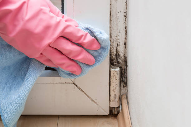 Best Mold Damage Repair  in Semmes, AL